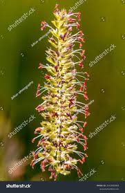 Attēlu rezultāti vaicājumam “Cynosurus cristatus flower”