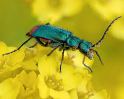 Attēlu rezultāti vaicājumam “Malachius bipustulatus”