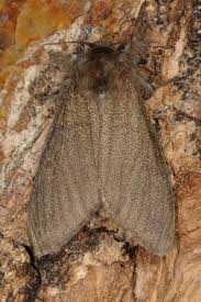 Attēlu rezultāti vaicājumam “Calliteara pudibunda”