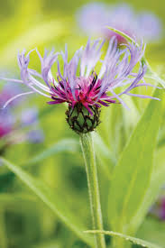 Attēlu rezultāti vaicājumam “Centaurea”