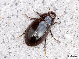 Attēlu rezultāti vaicājumam “Hydrochara caraboides”