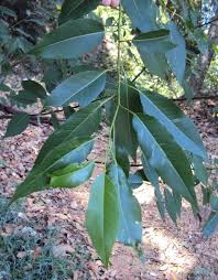 Attēlu rezultāti vaicājumam “Salix”