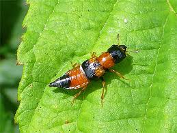 Attēlu rezultāti vaicājumam “Oxyporus”