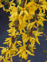 Attēlu rezultāti vaicājumam “Forsythia intermedia flower”