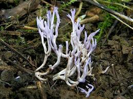 Attēlu rezultāti vaicājumam “Ramariopsis pulchella”