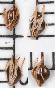 Attēlu rezultāti vaicājumam “Schoenoplectus lacustris subsp. glaucus bud”