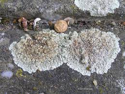 Attēlu rezultāti vaicājumam “Lecanora carpinea”