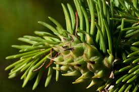 Attēlu rezultāti vaicājumam “Sacchiphantes abietis”