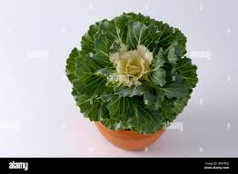 Attēlu rezultāti vaicājumam “Cruciferae”