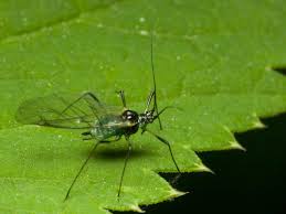 Attēlu rezultāti vaicājumam “Macrosiphoniella millefolii”