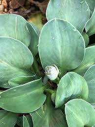 Attēlu rezultāti vaicājumam “Hosta sp. flower”
