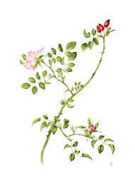 Image result for Rosa canina