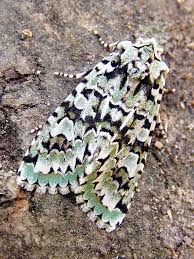 Attēlu rezultāti vaicājumam “Griposia aprilina”