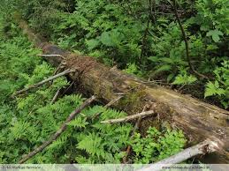 Attēlu rezultāti vaicājumam “Lophozia ascendens”