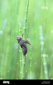 Attēlu rezultāti vaicājumam “Libellula quadrimaculata exuvia”