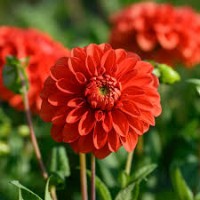 Image result for Dahlia x pinnata `Redskin`
