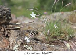 Attēlu rezultāti vaicājumam “Dianthus arenarius flower”