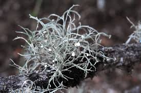 Attēlu rezultāti vaicājumam “Ramalina calicaris”
