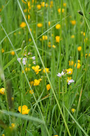 Attēlu rezultāti vaicājumam “Cardamine pratensis flower”