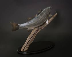 Image result for Dicentrarchus labrax