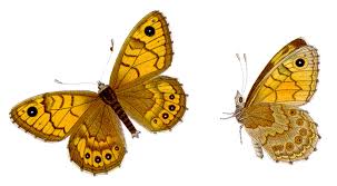 Attēlu rezultāti vaicājumam “Lasiommata megera”