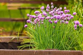 Image result for Allium schoenoprasum