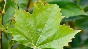 Attēlu rezultāti vaicājumam “Platanus x hispanica (syn. Platanus x acerifolia) leaf”