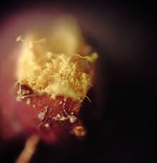 Attēlu rezultāti vaicājumam “Trichia longipalpis spores”