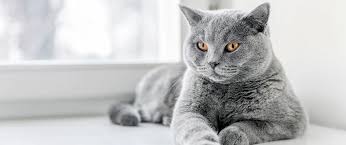 Afbeeldingsresultaat voor katten