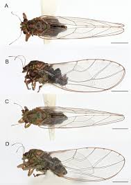 Attēlu rezultāti vaicājumam “Trioza dispar nymph”
