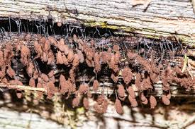 Attēlu rezultāti vaicājumam “Stemonitis virginiensis”