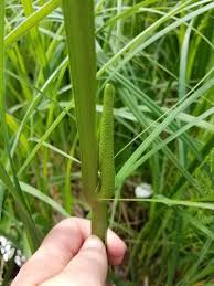 Attēlu rezultāti vaicājumam “Acoraceae”