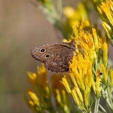 Attēlu rezultāti vaicājumam “Dianema nivale sessile”