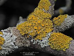 Attēlu rezultāti vaicājumam “Plectocarpon lichenum”