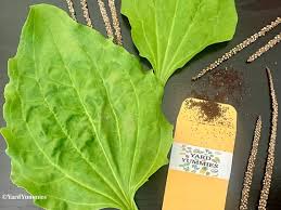 Attēlu rezultāti vaicājumam “Plantago uniflora leaf”