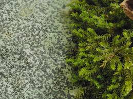 Attēlu rezultāti vaicājumam “Hedwigia ciliata sporophyte”