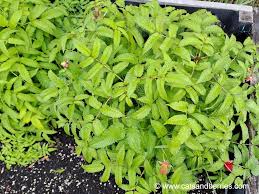 Attēlu rezultāti vaicājumam “Rubus illecebrosus”