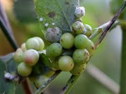 Attēlu rezultāti vaicājumam “Diplolepis eglanteriae”