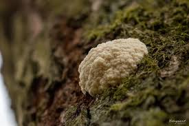 Attēlu rezultāti vaicājumam “Reticularia lycoperdon young”