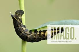 Attēlu rezultāti vaicājumam “Deilephila elpenor imago”