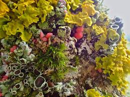 Attēlu rezultāti vaicājumam “Illosporiopsis christiansenii”