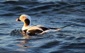 Attēlu rezultāti vaicājumam “Clangula hyemalis”