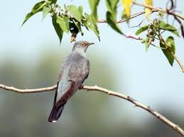 Attēlu rezultāti vaicājumam “Cuculus canorus adult”