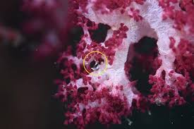 Attēlu rezultāti vaicājumam “Amaurochaete sp.”