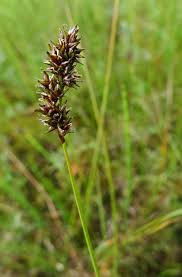 Attēlu rezultāti vaicājumam “Carex diandra”