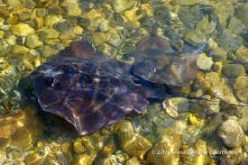 Image result for Dasyatis chrysonota