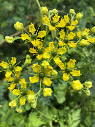 Image result for Ruta graveolens