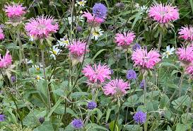 Image result for Succisa pratensis