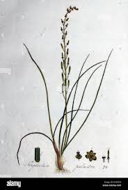 Attēlu rezultāti vaicājumam “Triglochin palustre”