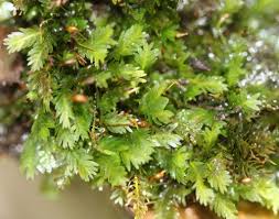 Attēlu rezultāti vaicājumam “Fissidens taxifolius sporophyte”